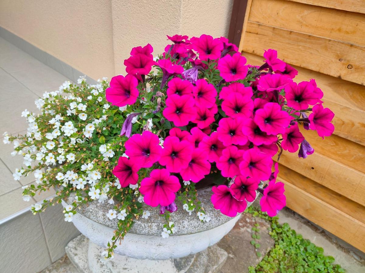 Studio Apartman The Little Prince Bjelovar Dış mekan fotoğraf